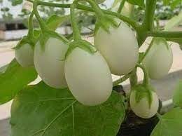 Berenjena Blanca Solanum melongena seeds for garden planting